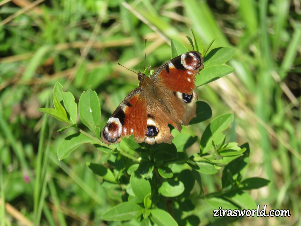 Aglais Io