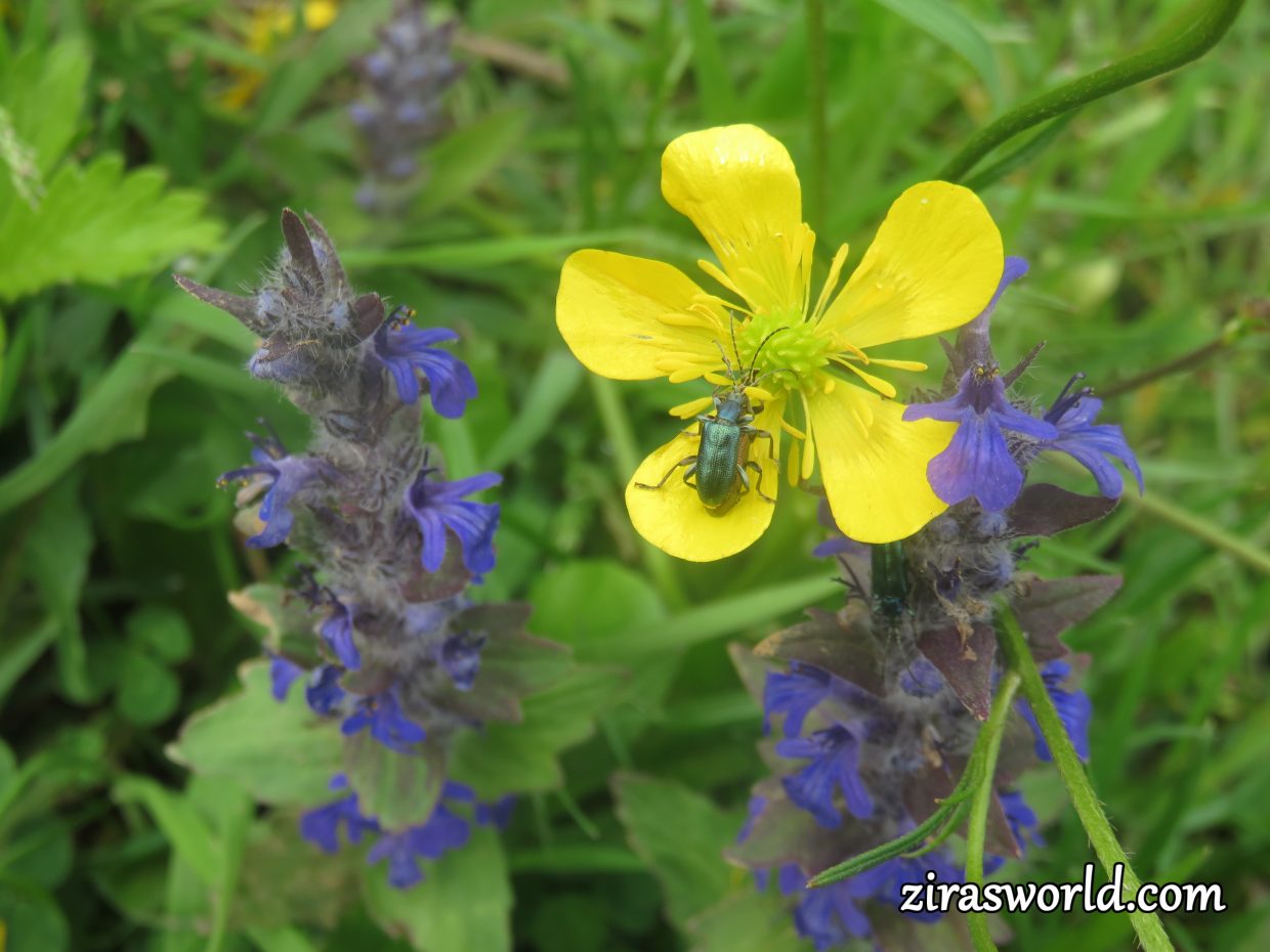Mating Beetles
