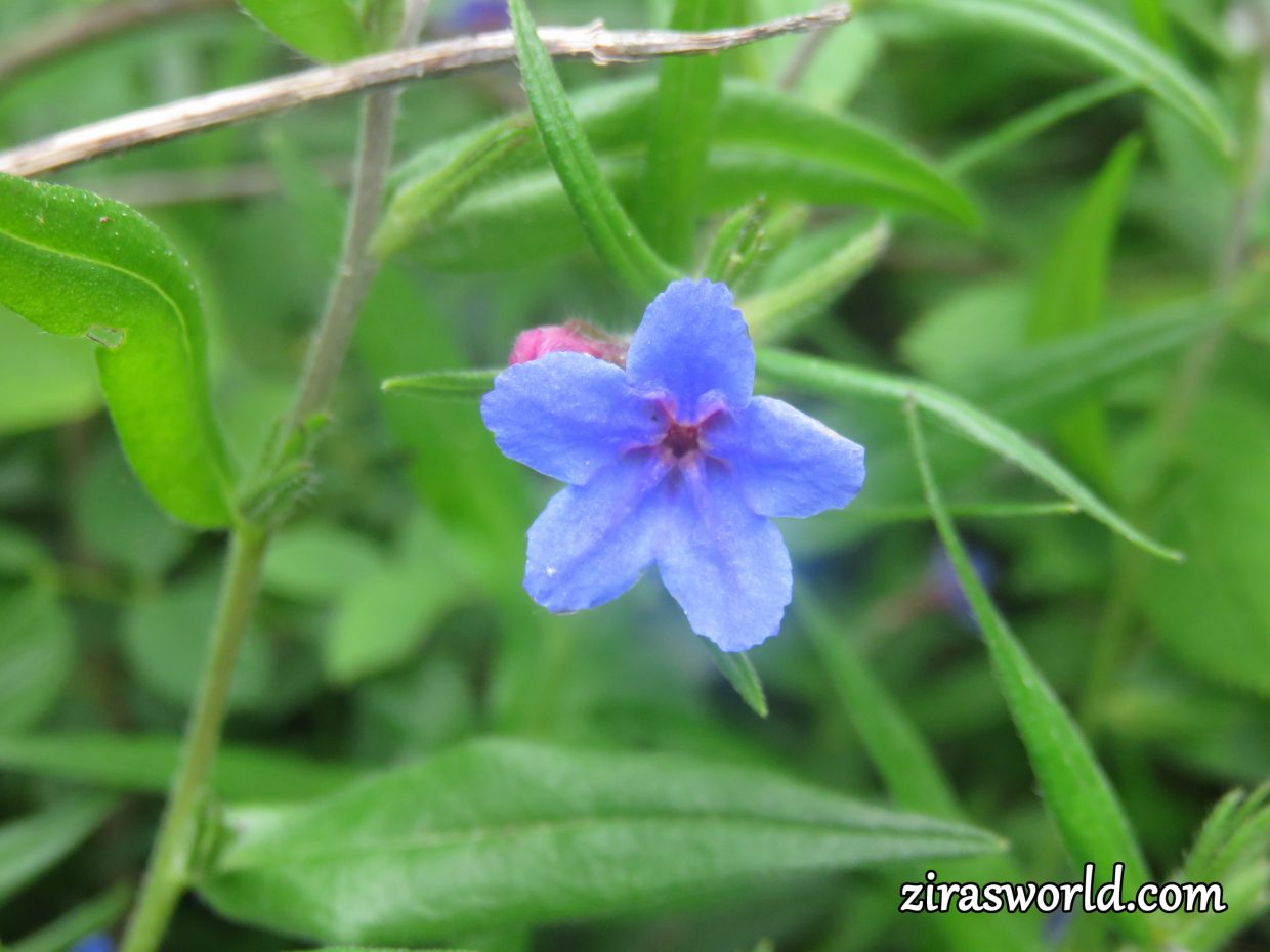 Purple Gromwell