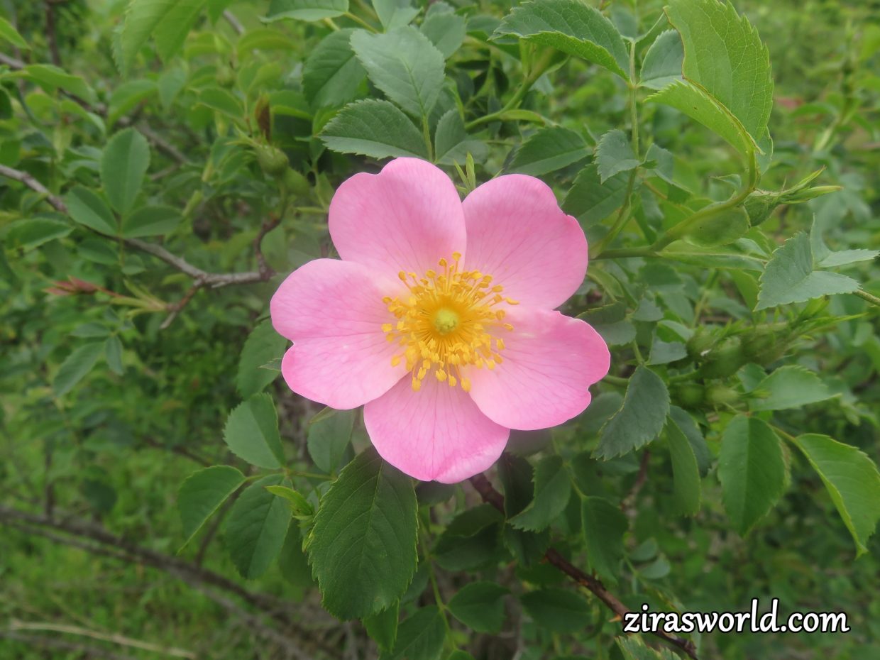 Rosa Canina