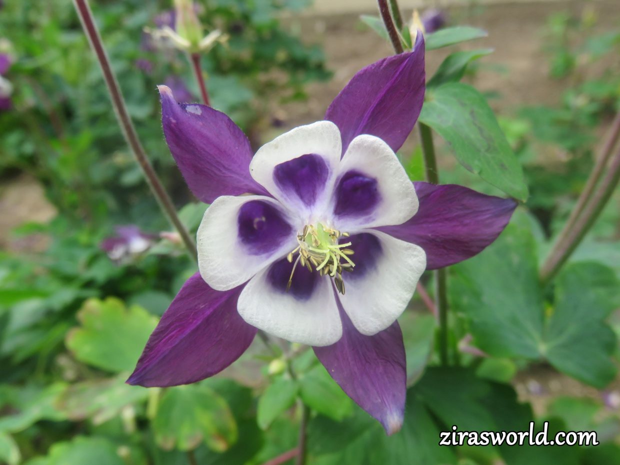 Aquilegia Vulgaris