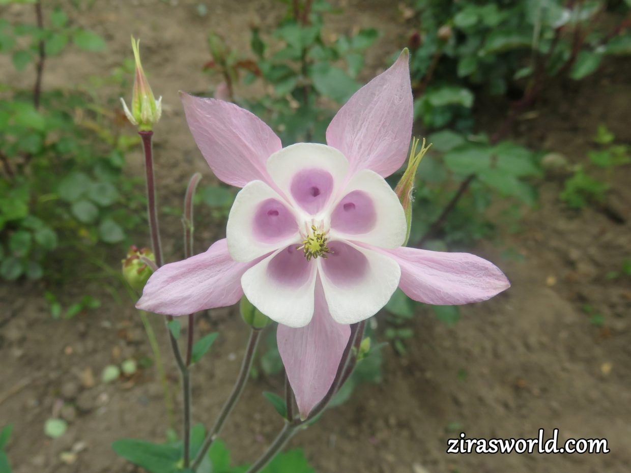 Pink Aquilegia