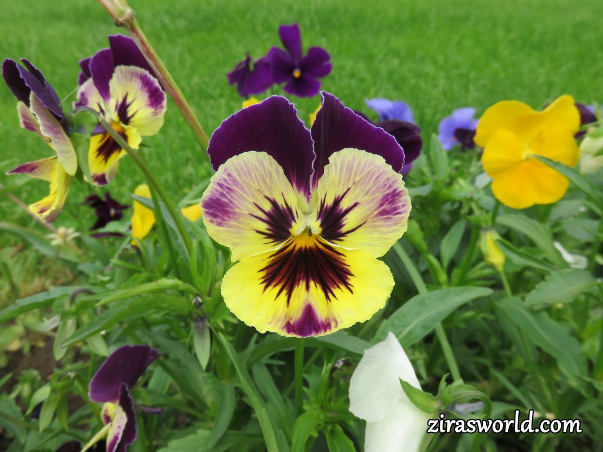 Violets
