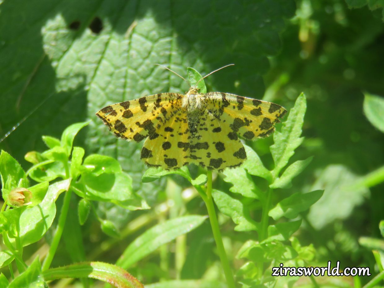 Pseudopanthera Macularia