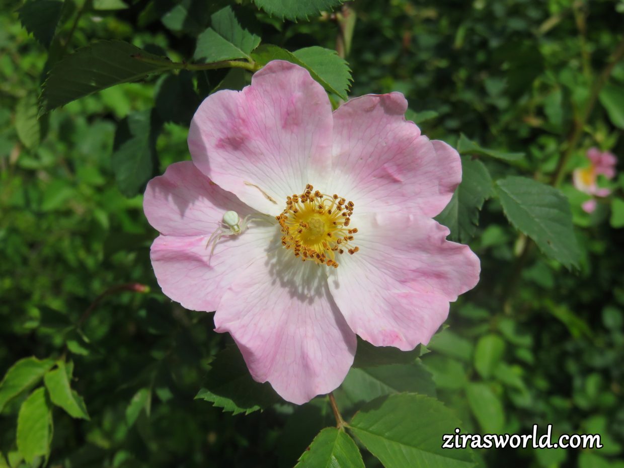 White Spider on a Dog-Rose