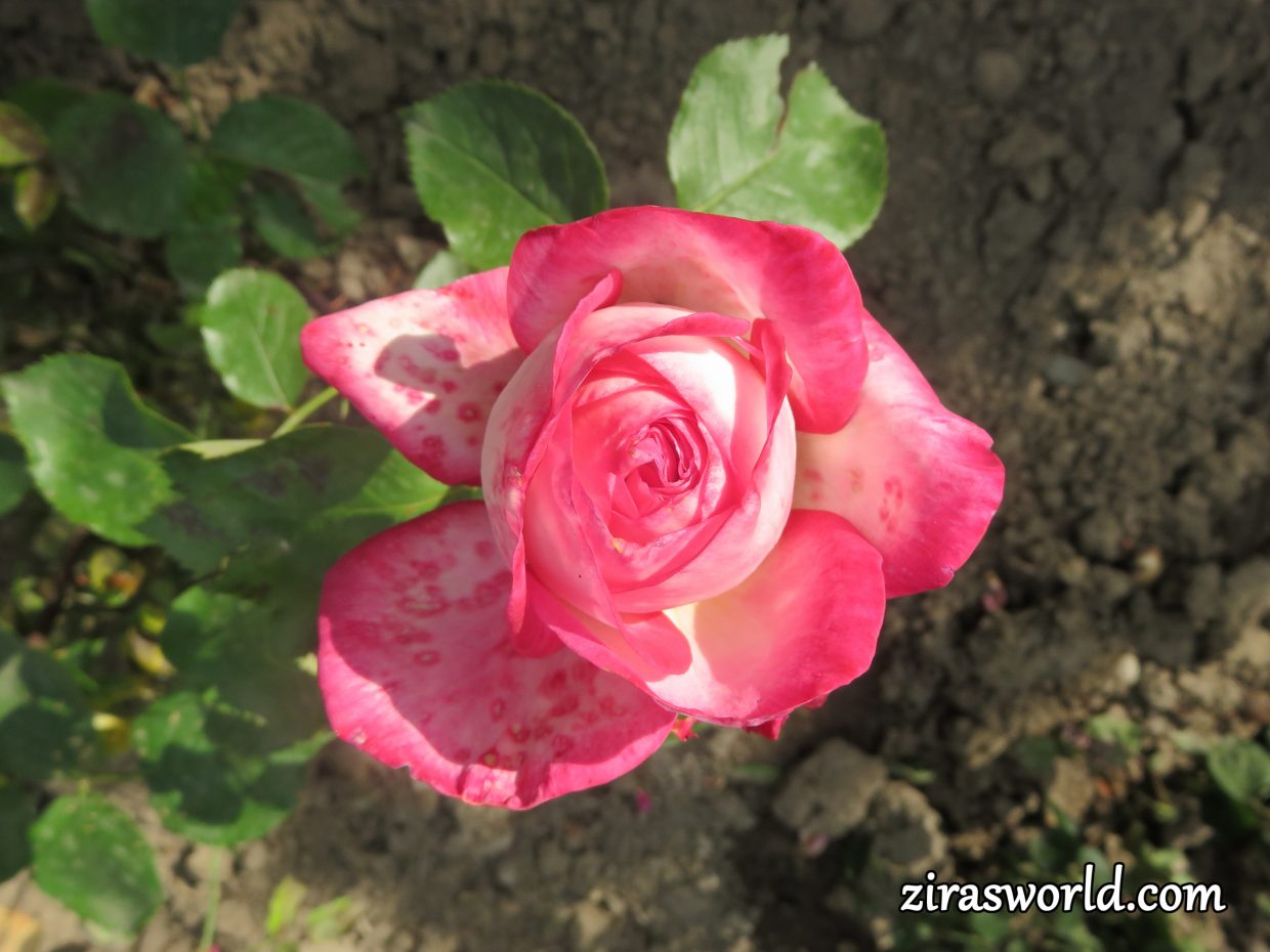 Speckled Rose