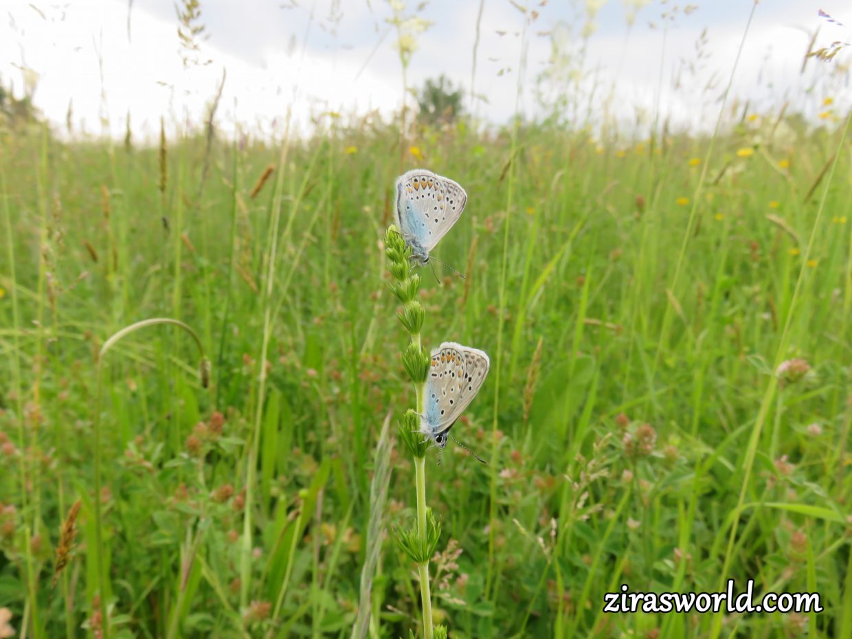 Two Common Blues