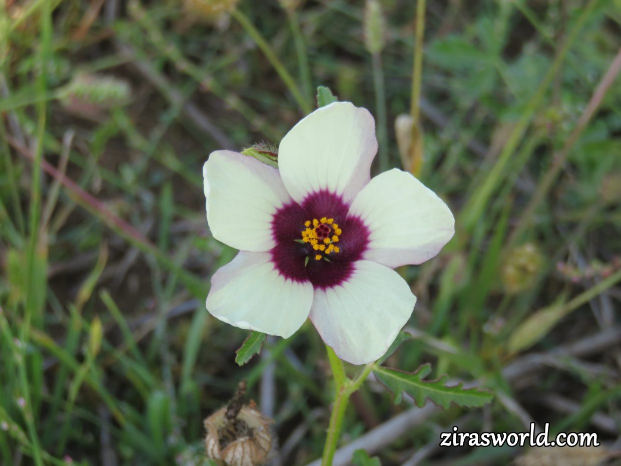Hibiscus Trionum