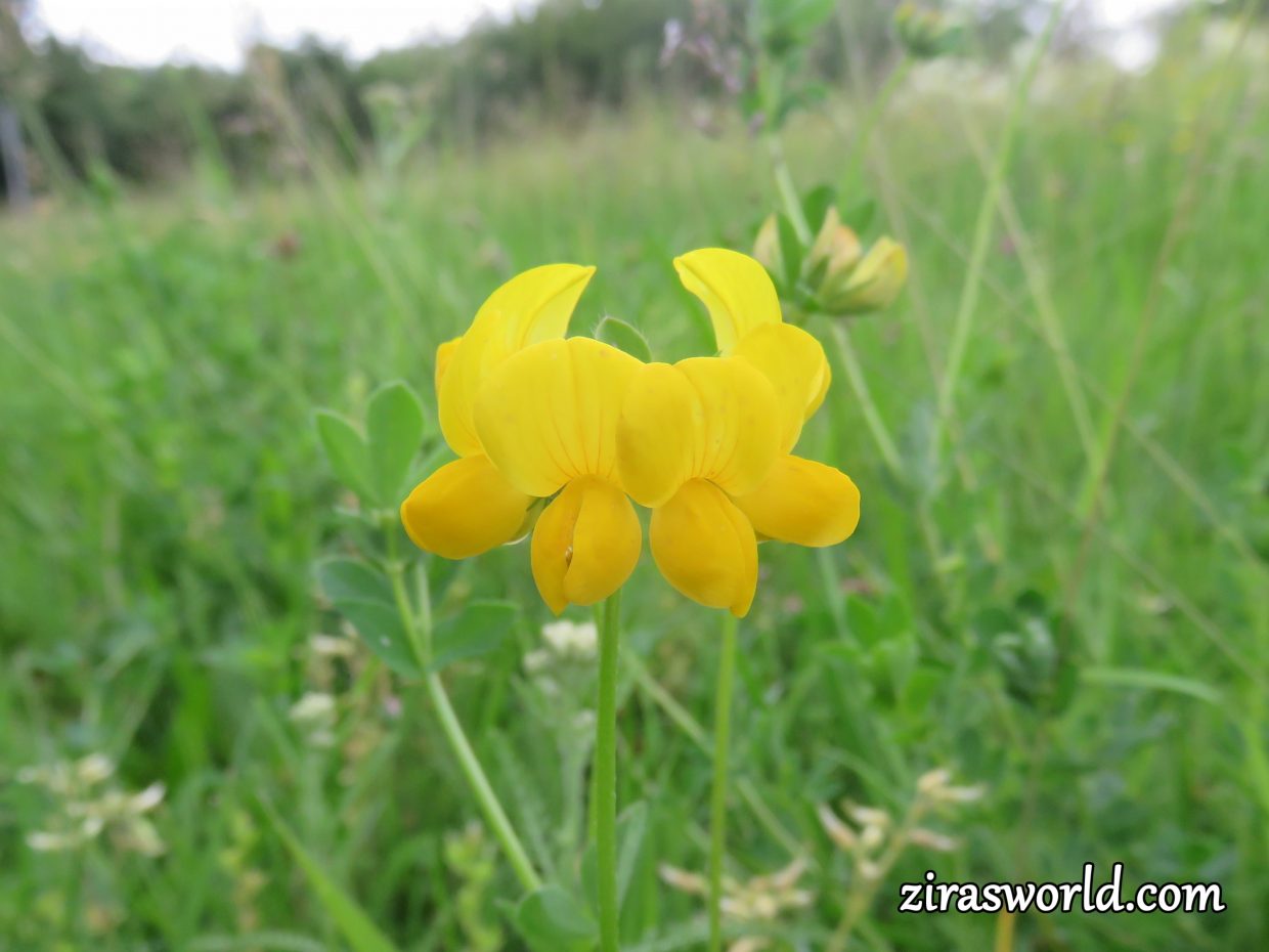 Lathyrus Pratensis﻿