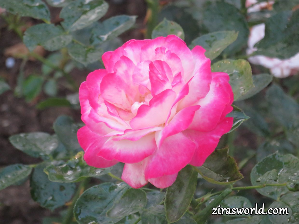 Beautiful Rose