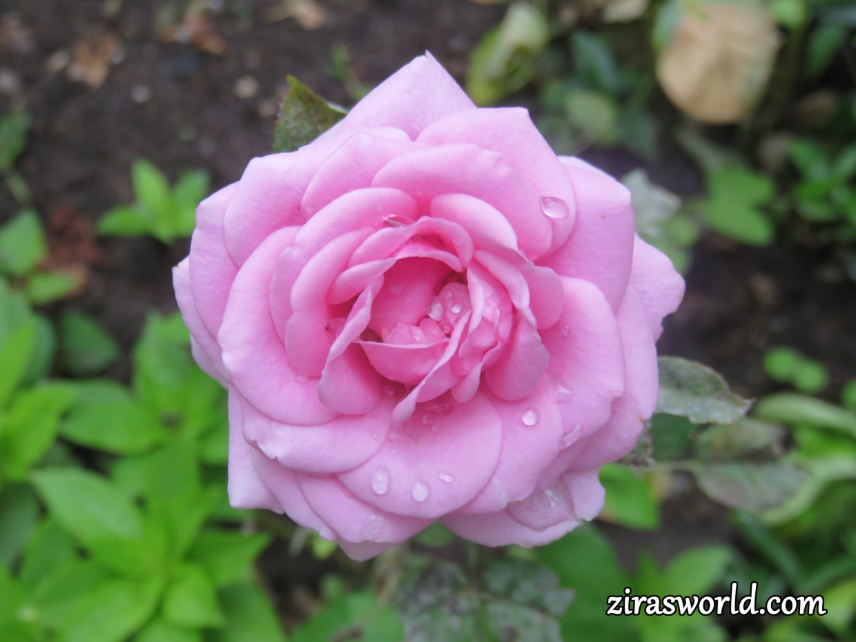 Pink Rose After Rain