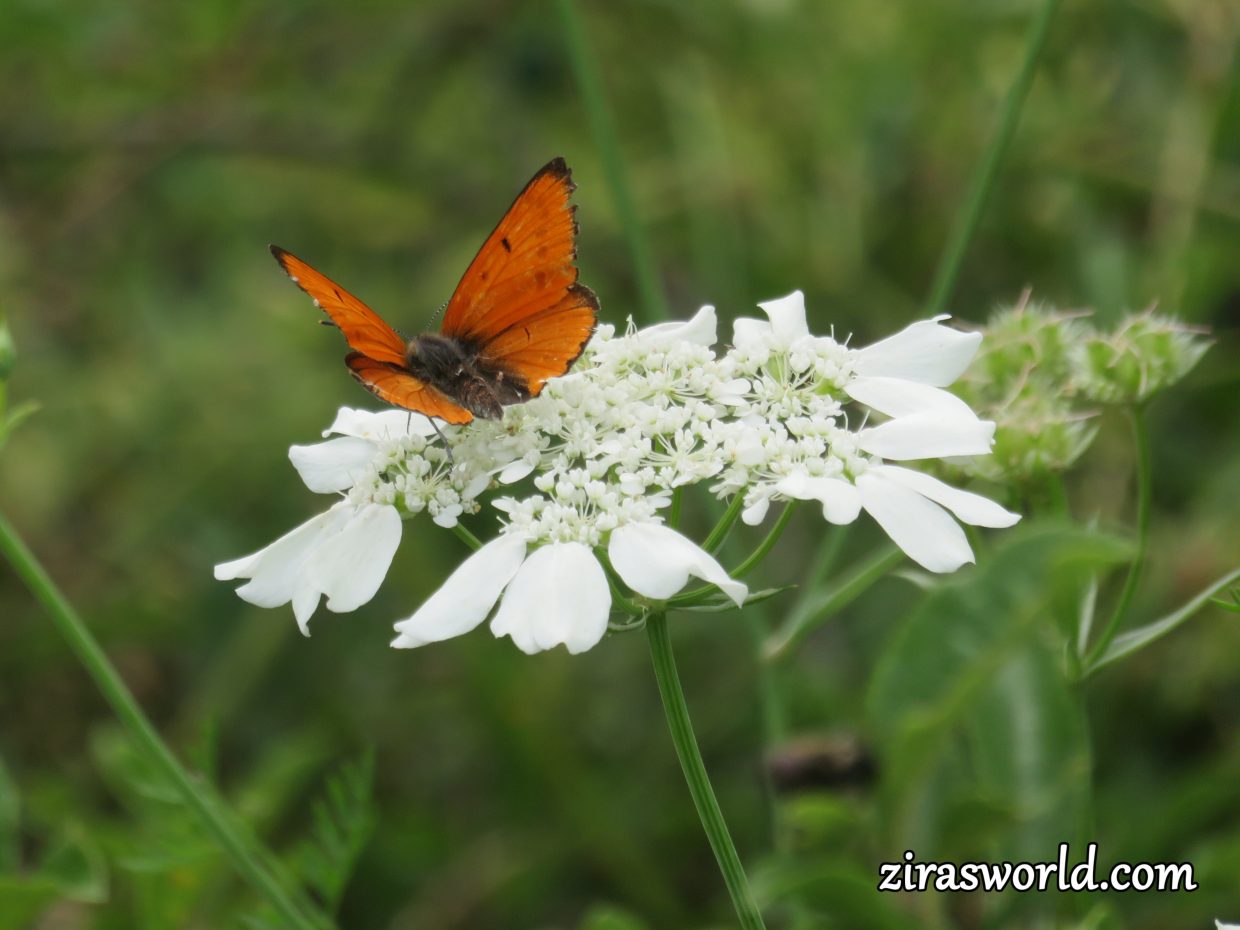 Lycaena Dispar