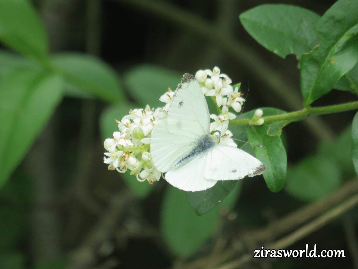Pieris Napi