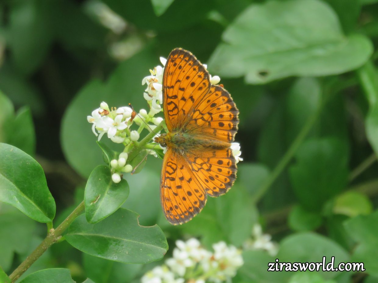 Boloria Aquilonaris