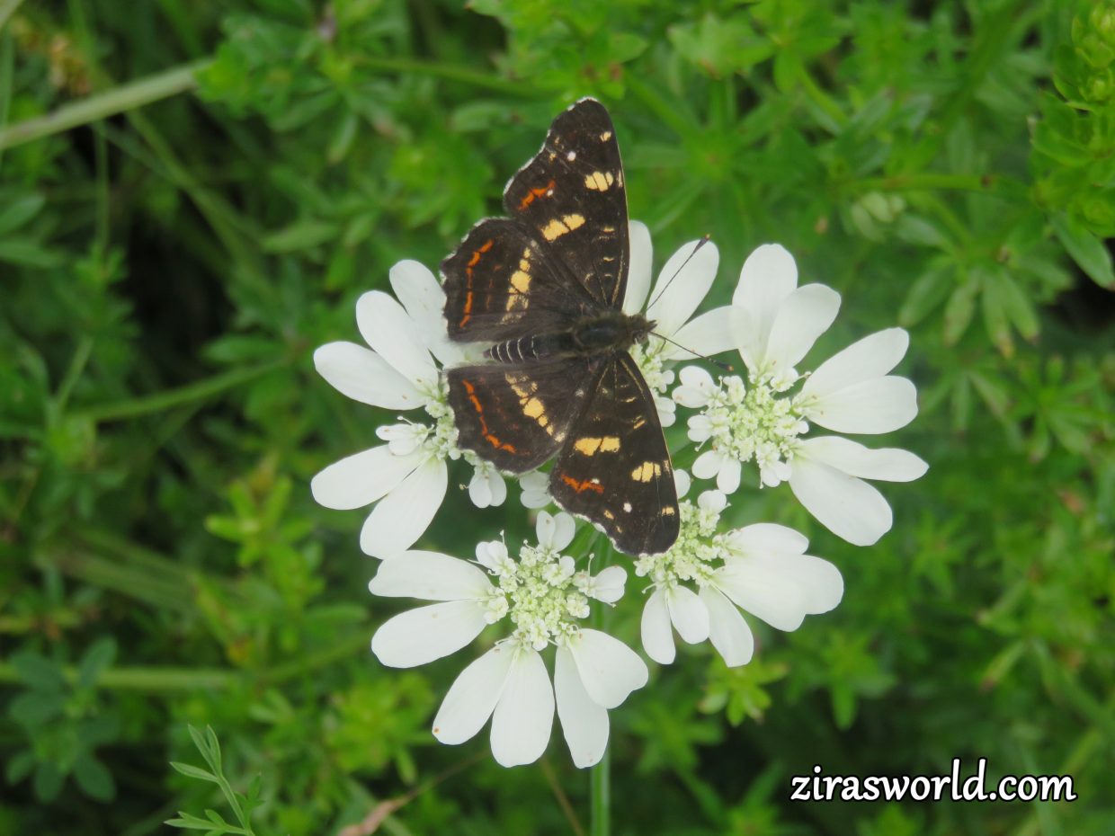 Araschnia Levana
