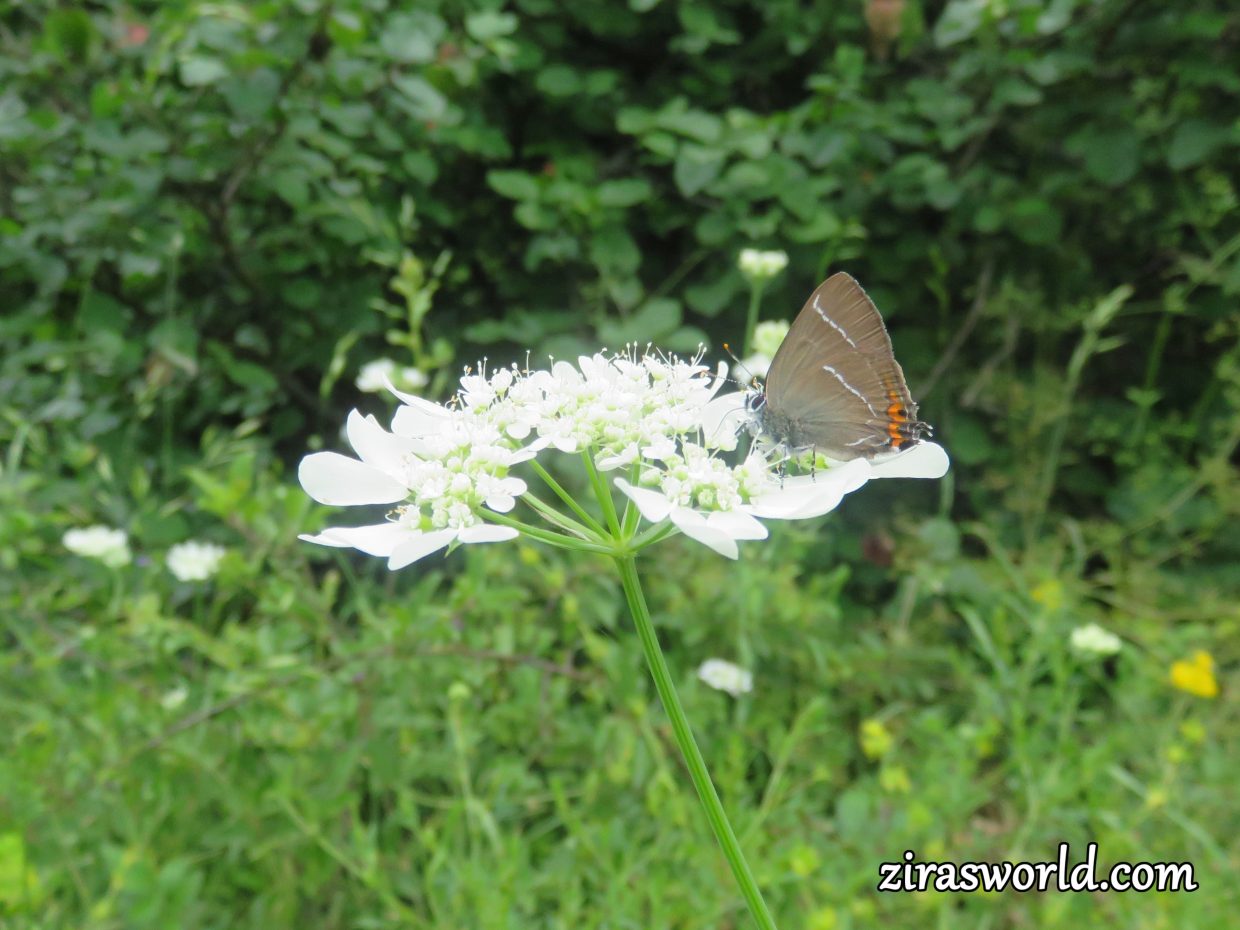 Satyrium W-Album