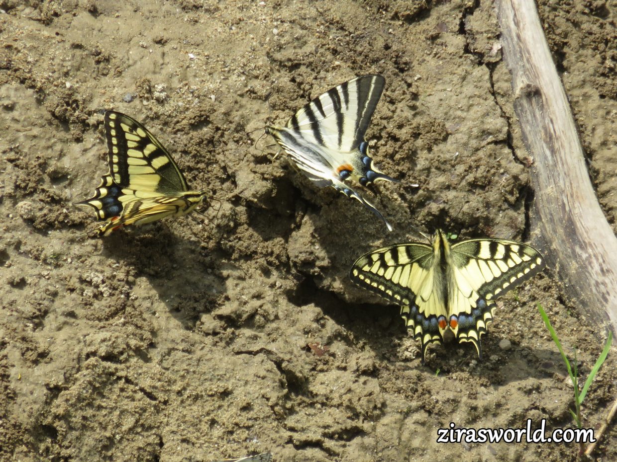 Scarce Swallowtail & Two Machaons
