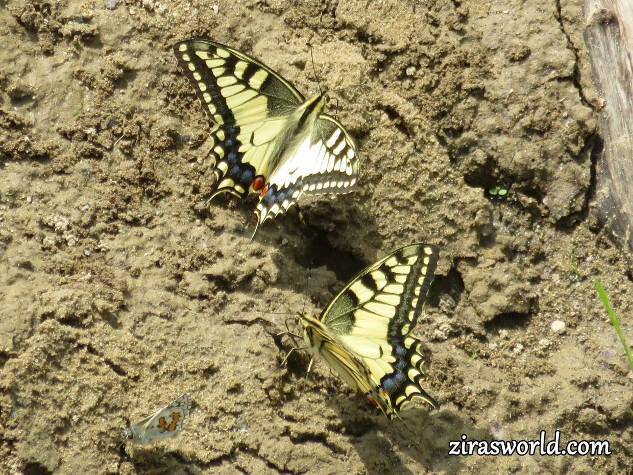 Two Swallowtails
