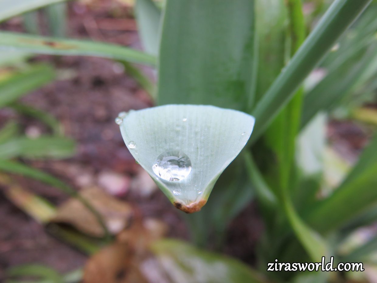 Raindrop