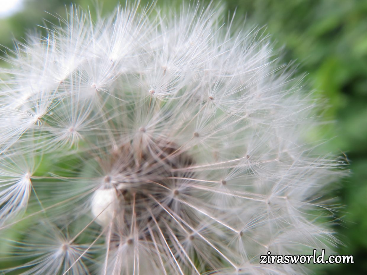 Dandelion