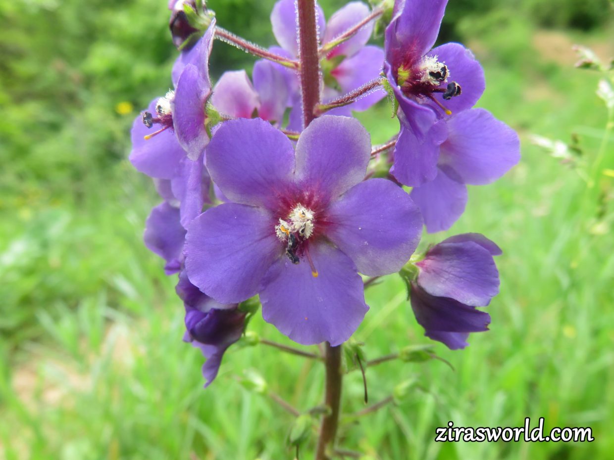 Verbascum Phoeniceum