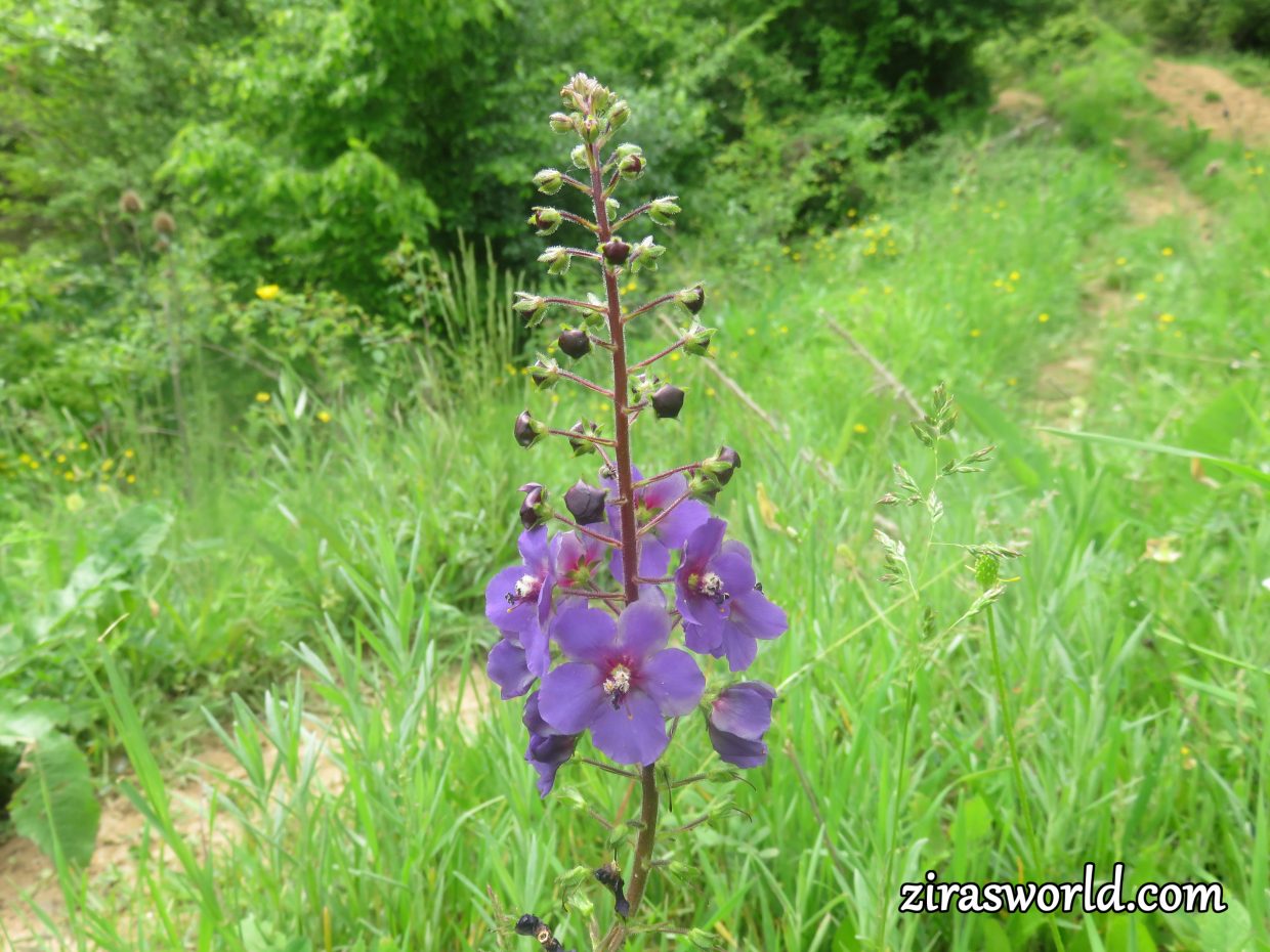 Verbascum Phoeniceum