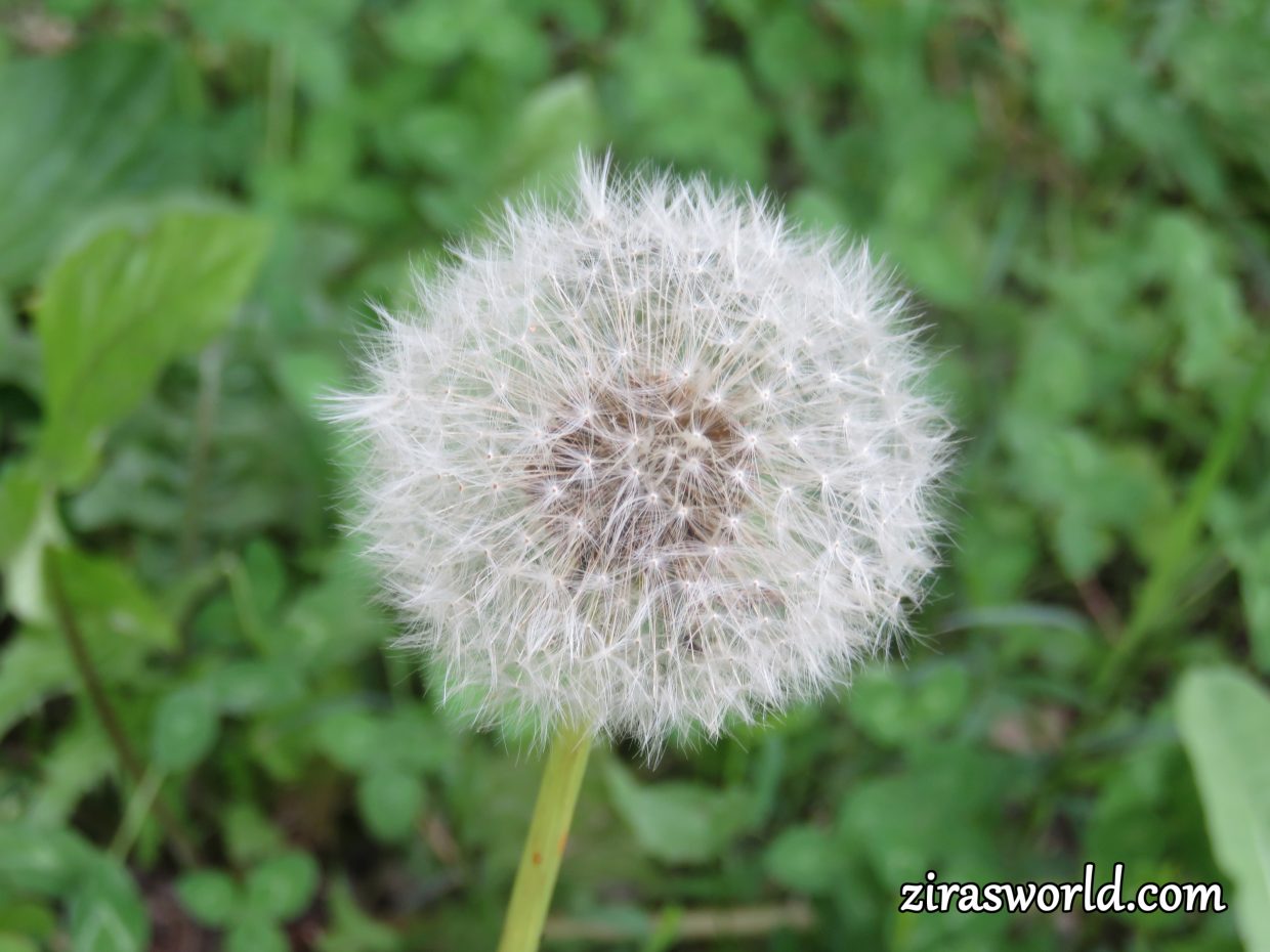 Dandelion