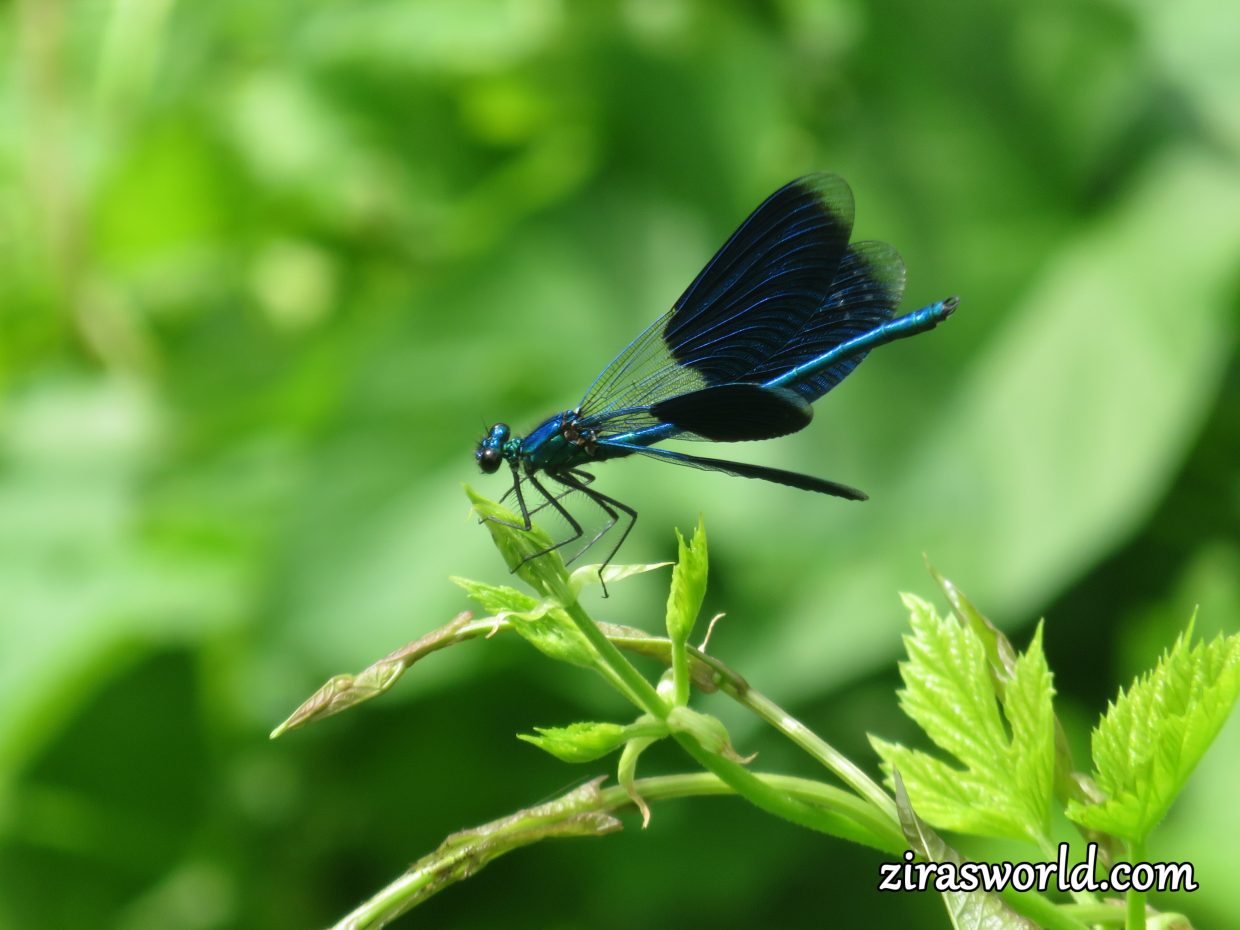 Blue Dragonfly