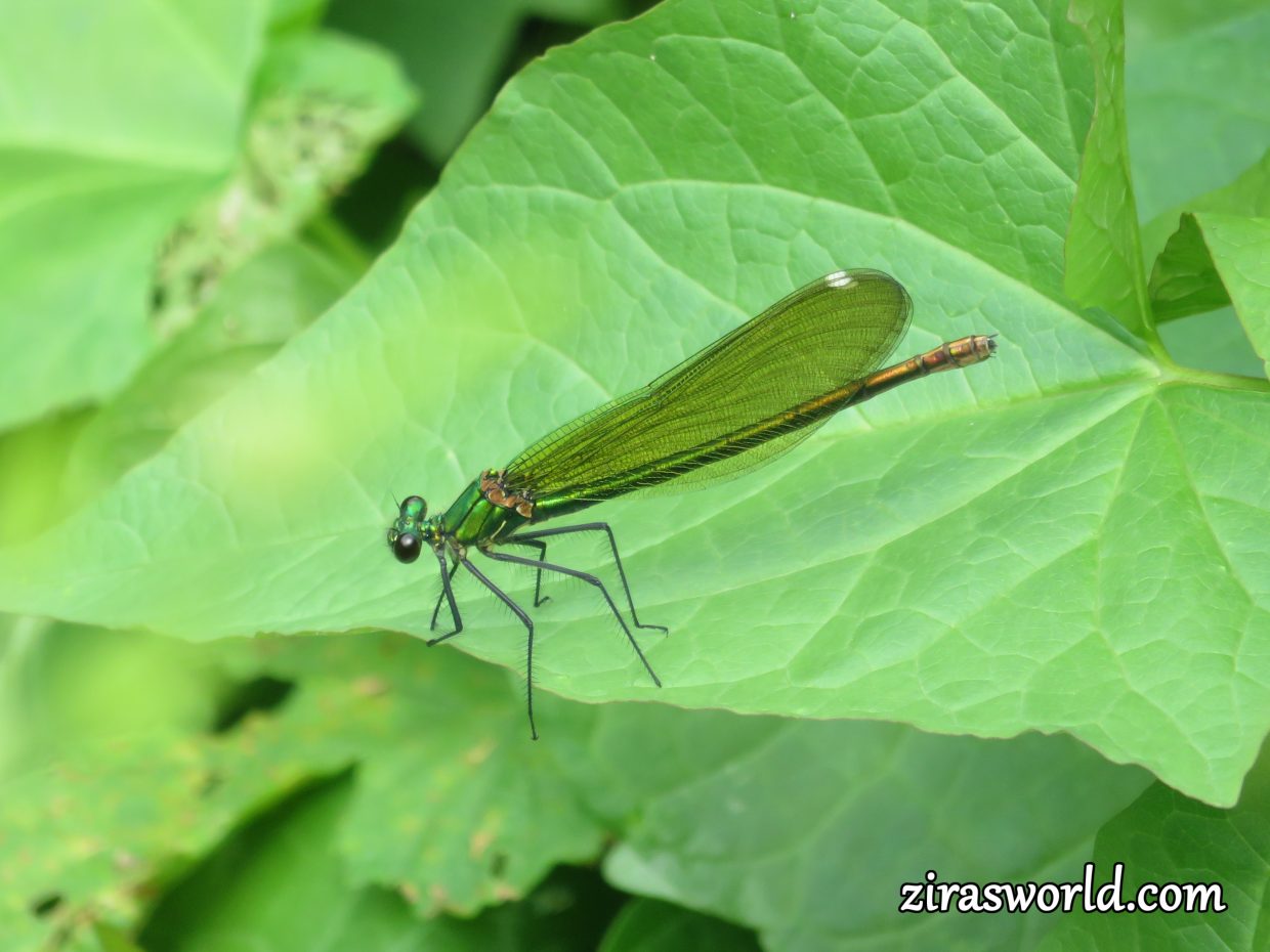 Green Dragonfly