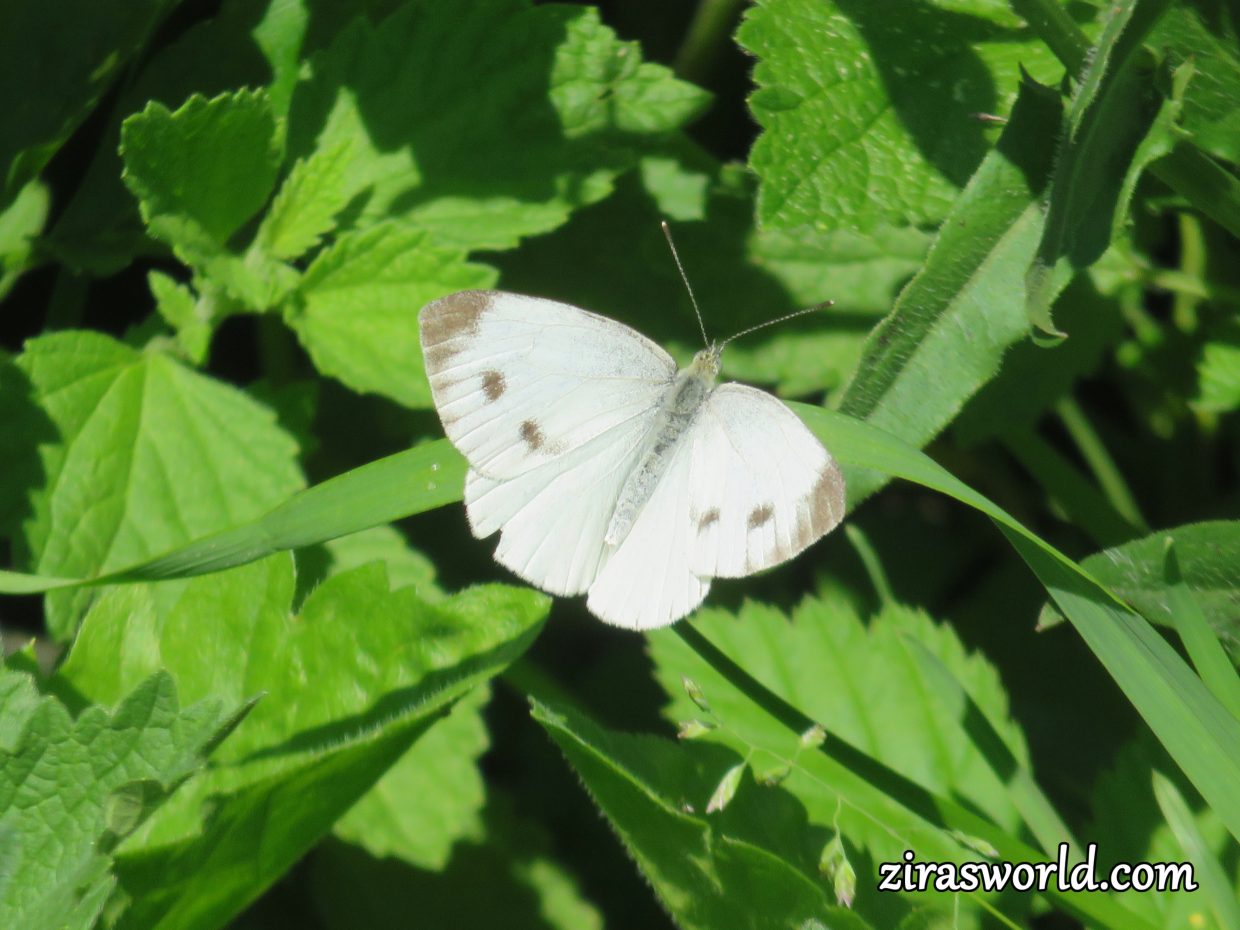 Pieris Brassicae Female