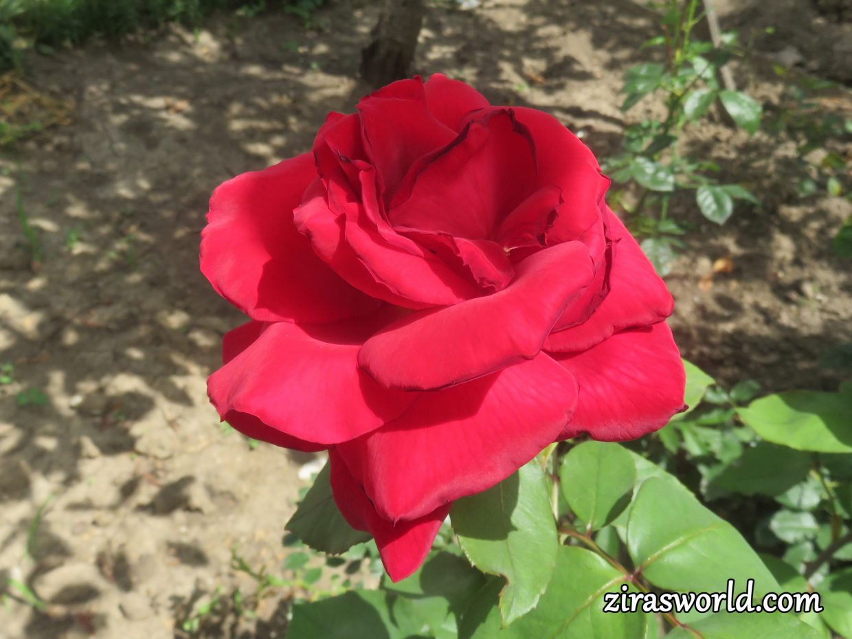 Red Silk Rose