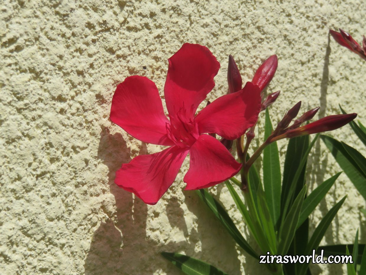 Nerium Oleander