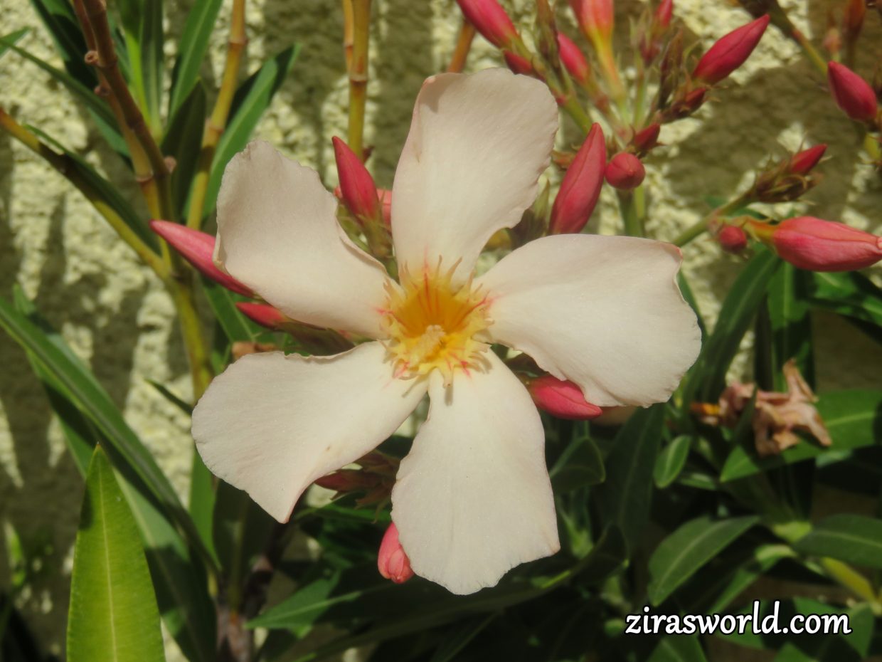 White Oleander