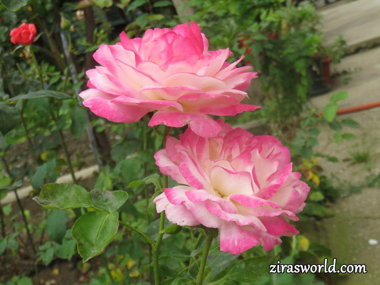 Twin Roses