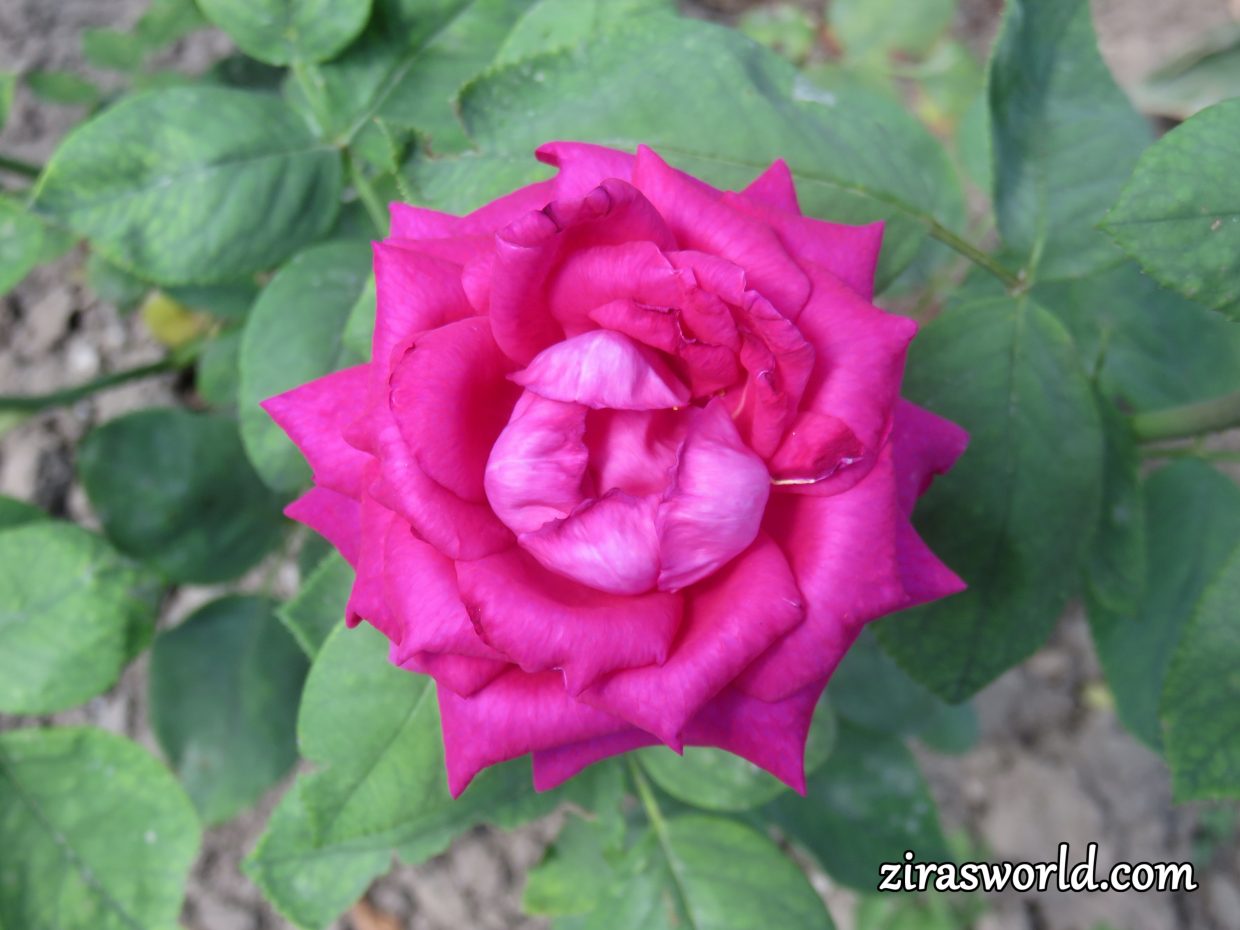 Beautiful Rose
