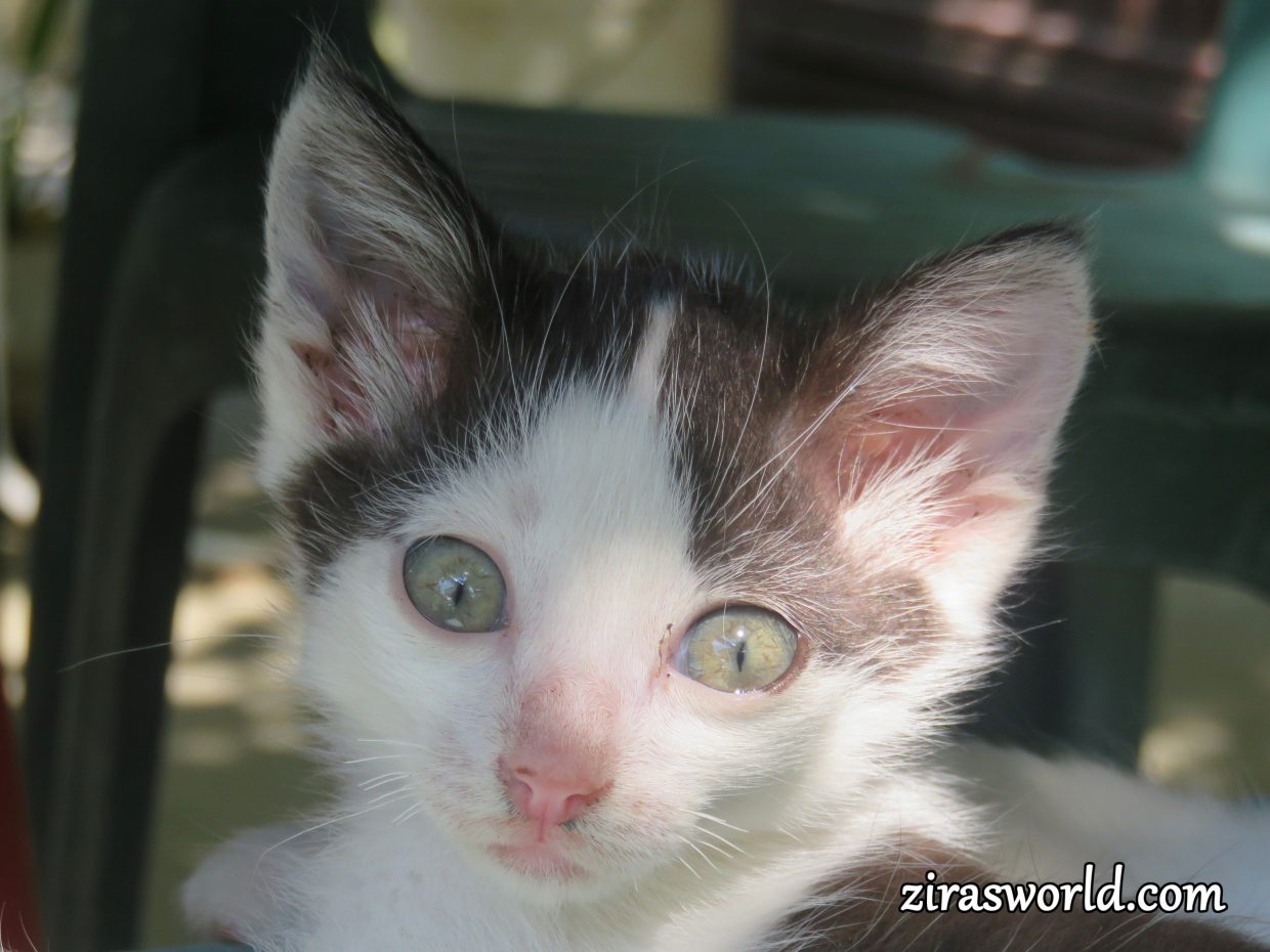 Green-Eyed Kitten