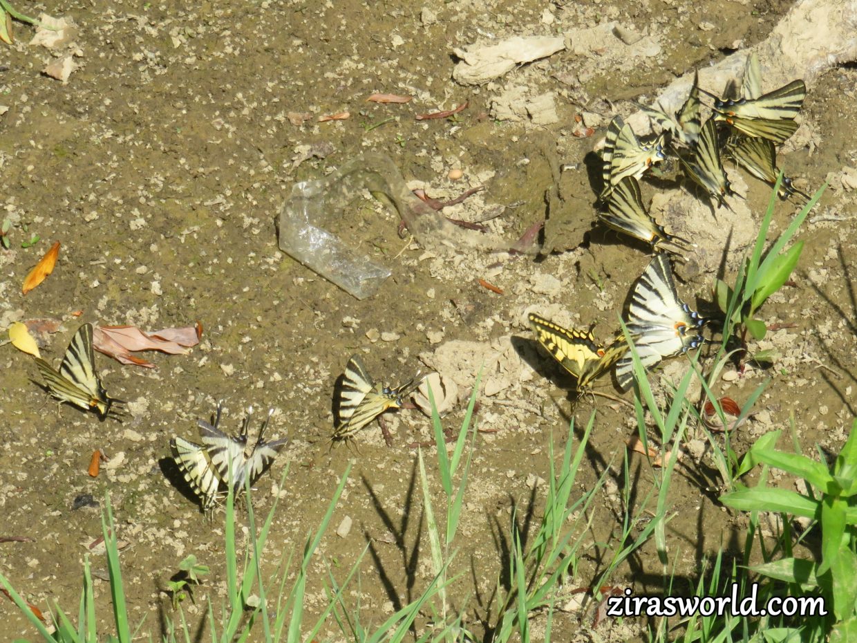 Swallowtails