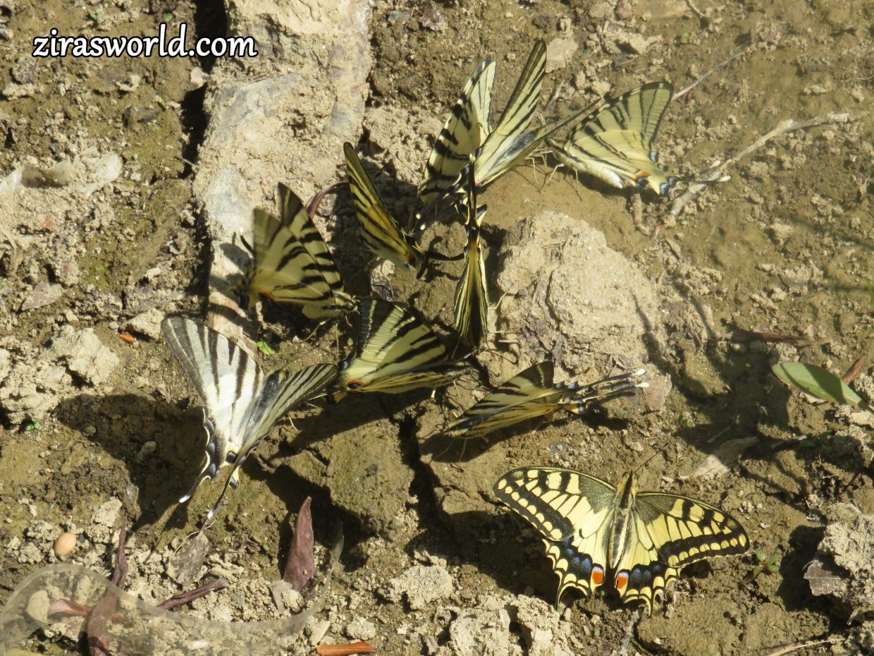 Papilionidae Butterflies