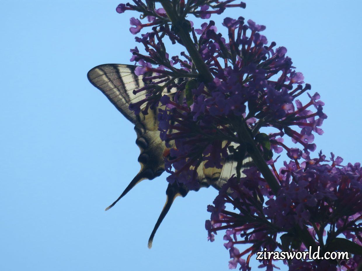 Hiding Scarce Swallowtail