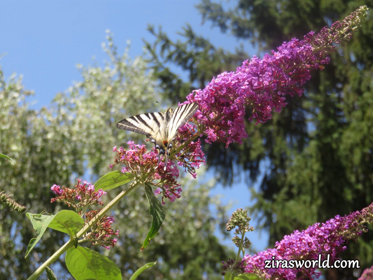 Iphiclides Podalirius On A Buddleia
