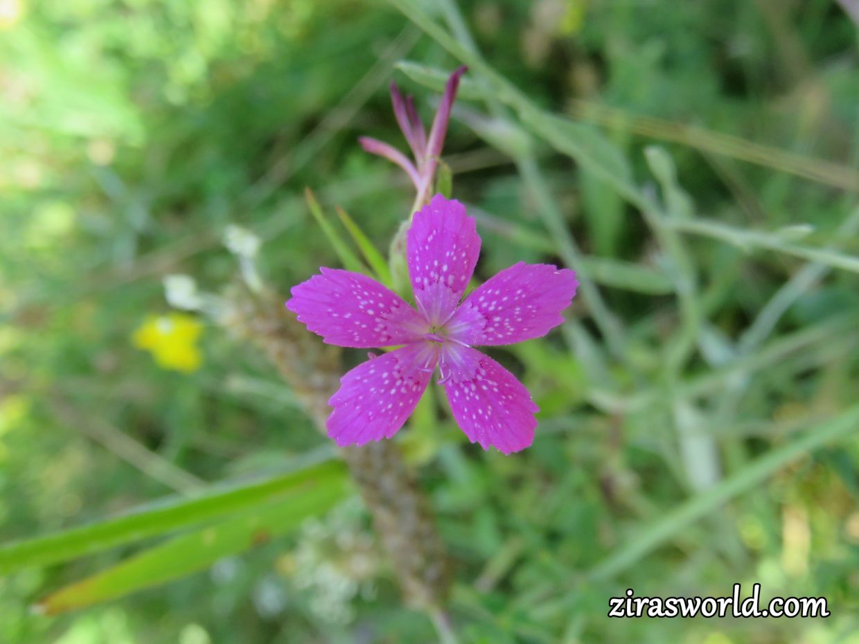 Dianthus Armeria