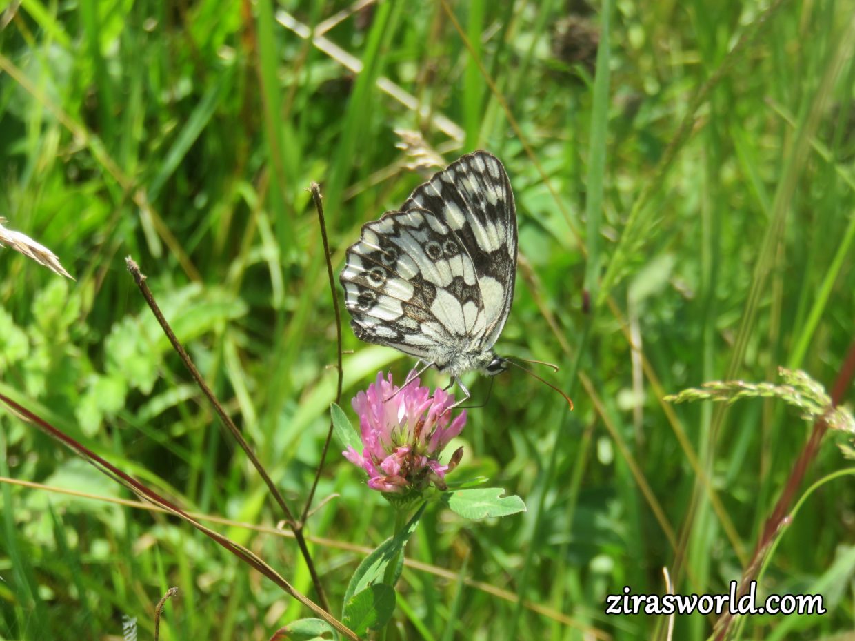 Melanargia Galathea