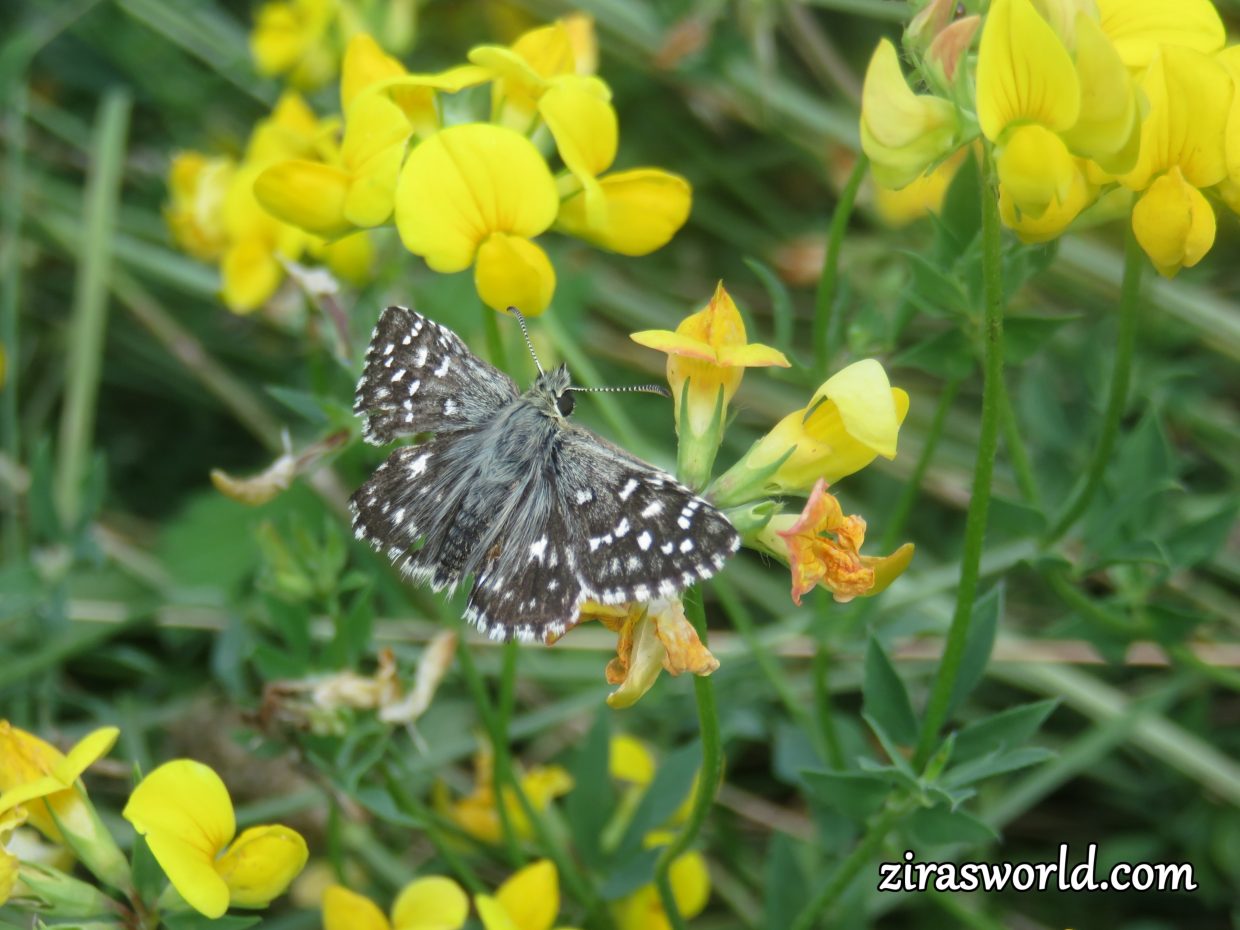 Grizzled Skipper Among Meadow Pea