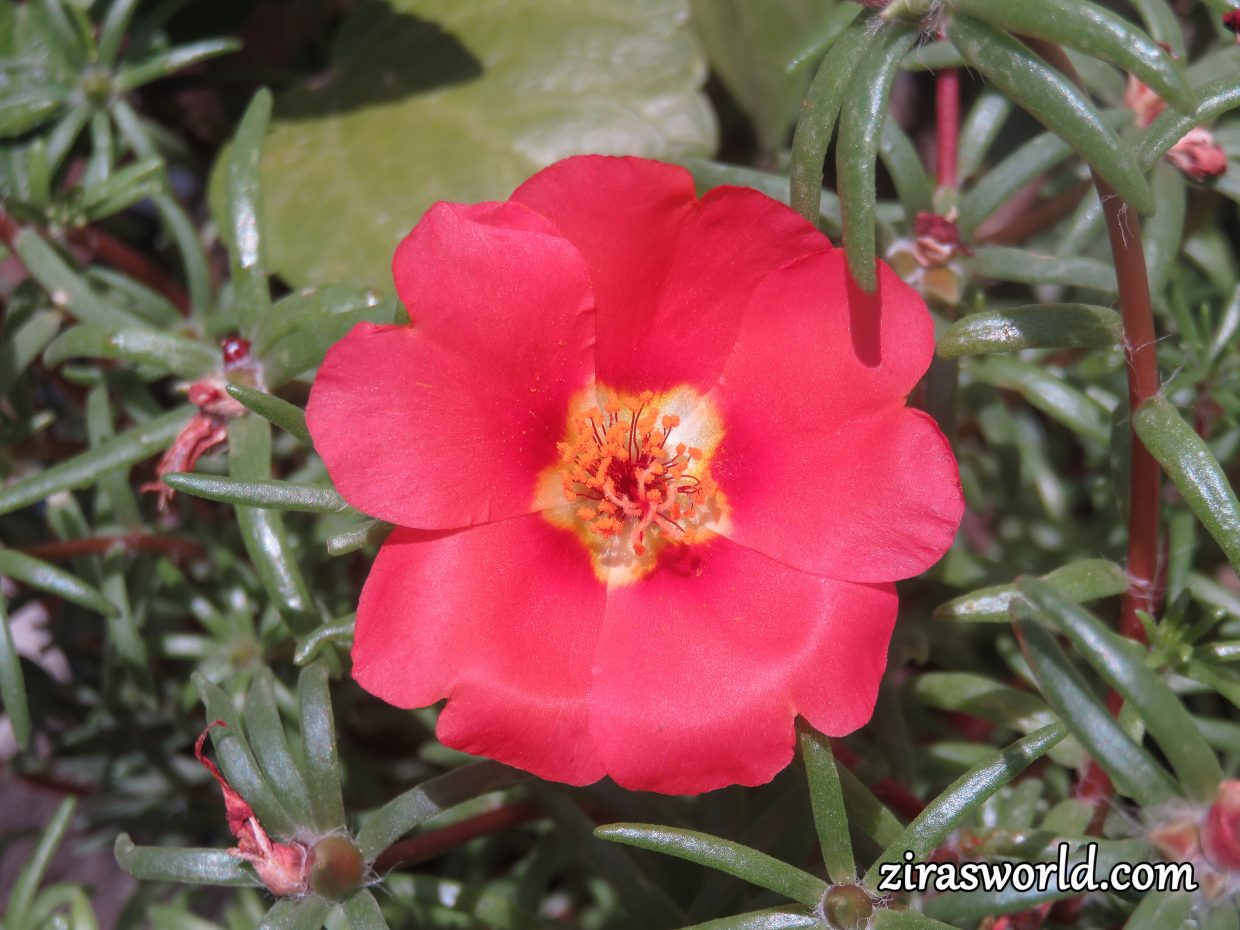 Portulaca Grandiflora