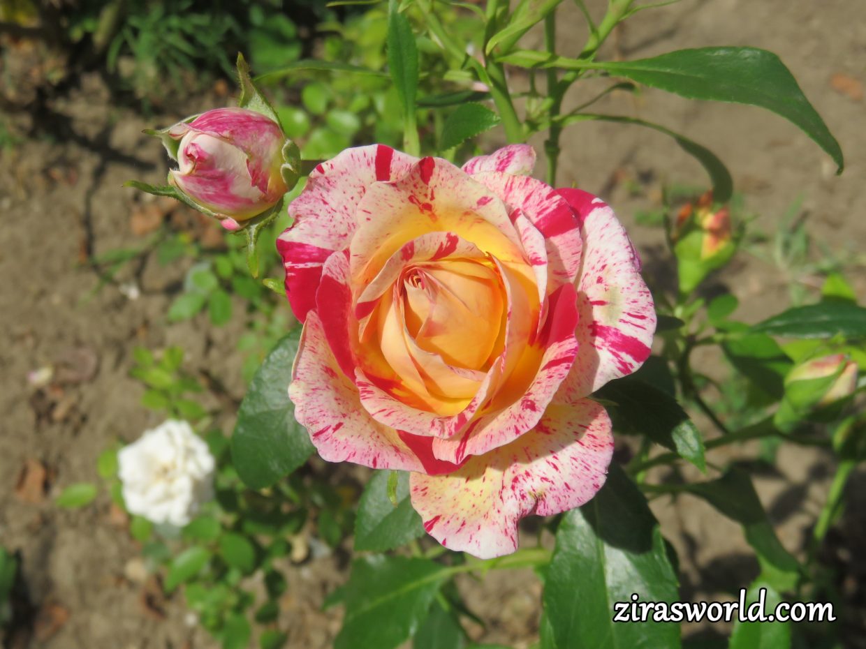 Speckled Rose