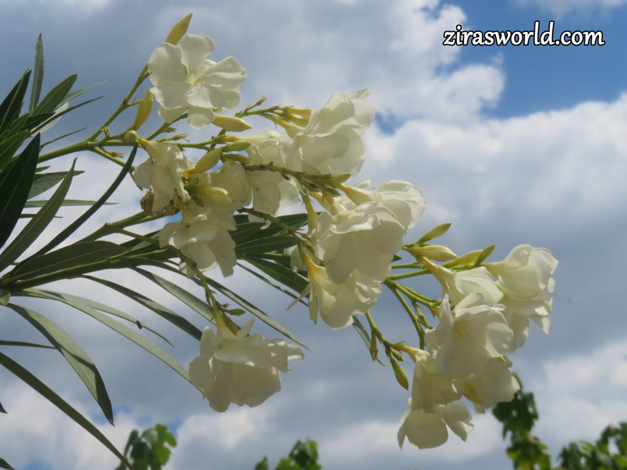 White Oleander