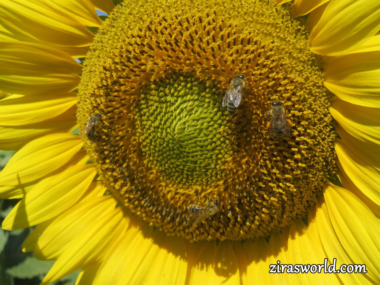 Bees On A Sunflower