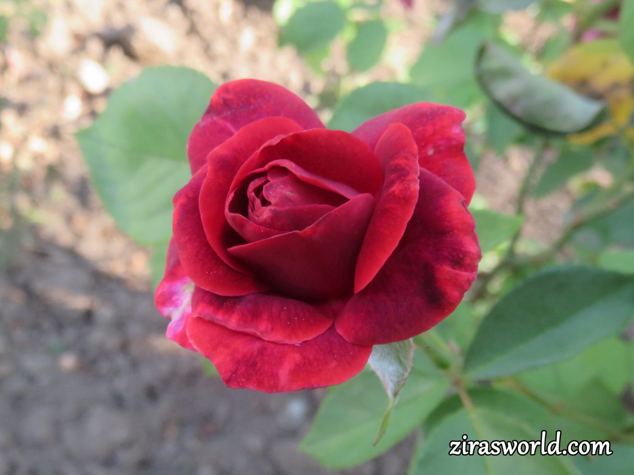 Red Wine Rose