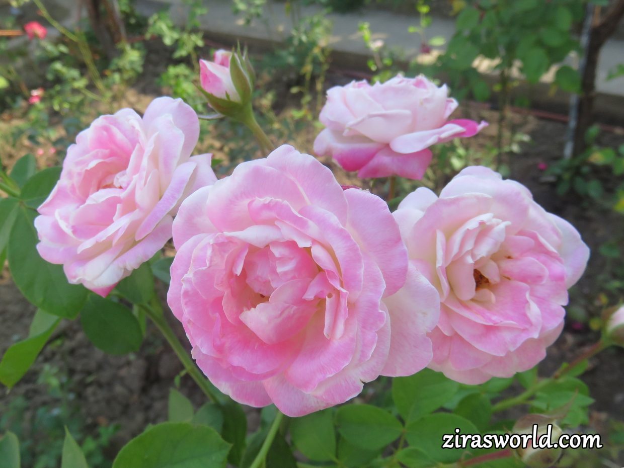 Pink Quartet