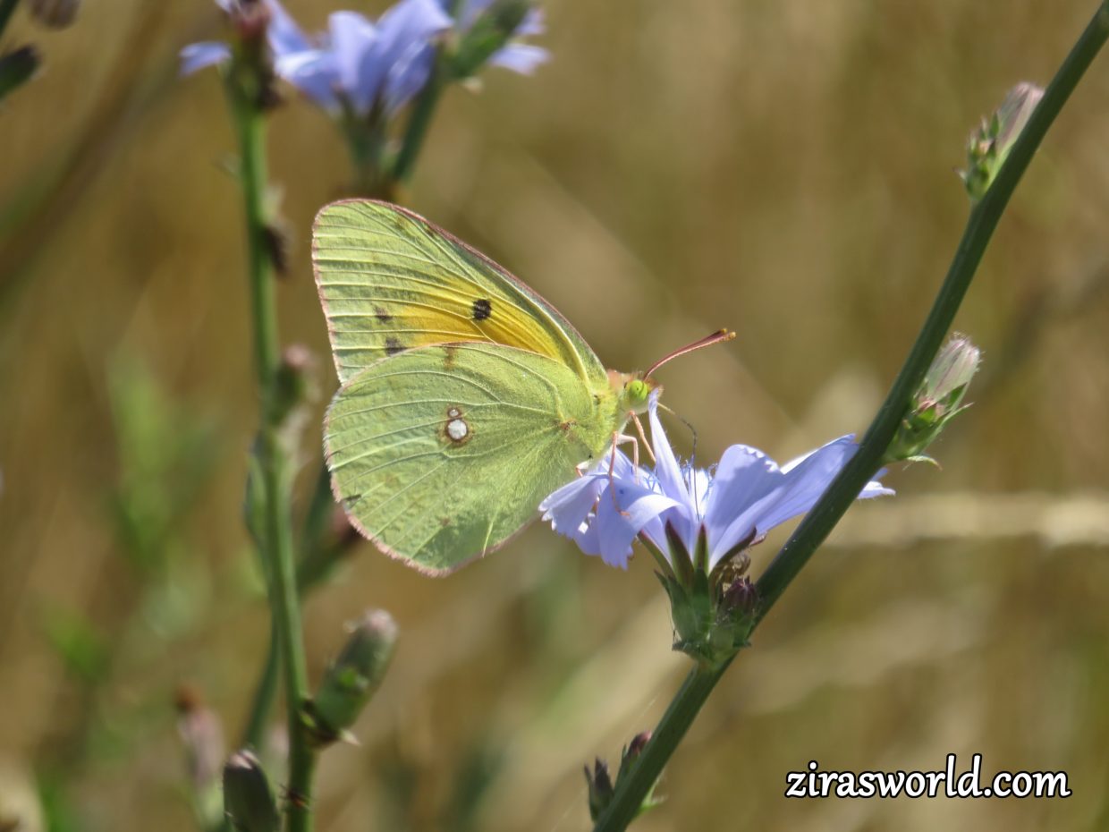 Colias Croceus Female